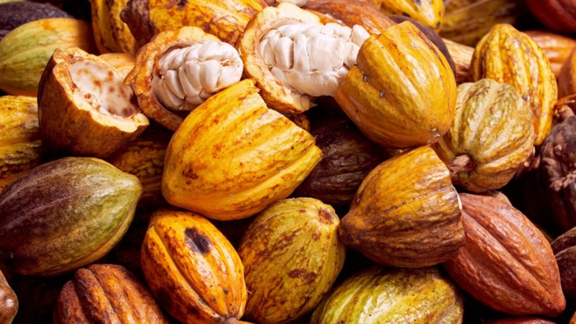 cacao